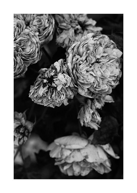  – Black and white photograph of a bundle of roses