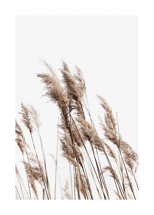  – Photograph of a bundle of beige reeds, swaying in the wind