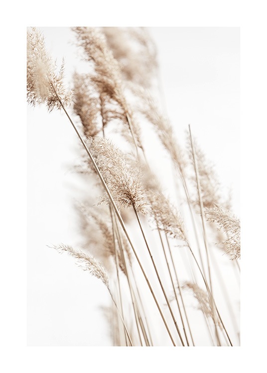  – Photograph with close up of reeds in beige against a light grey background