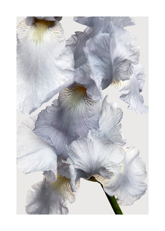  – Photograph with close up of a light blue iris flower against a light grey background