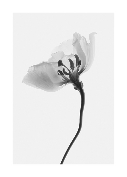 Fading Flower No1 Poster - White flower - desenio.com