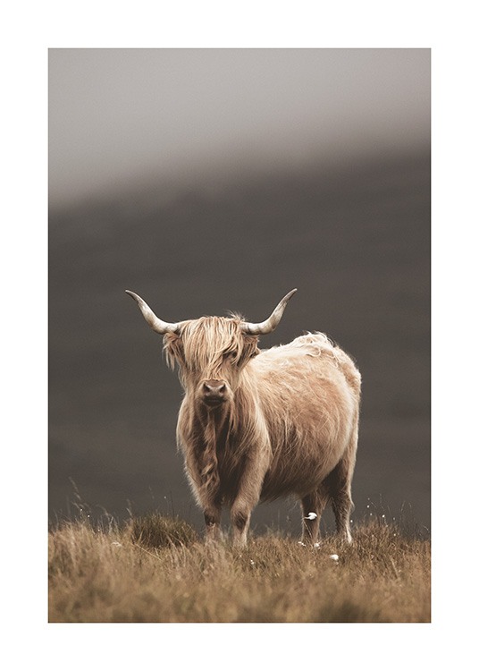  – Photograph of a highland cow with beige fur, standing in a grass field
