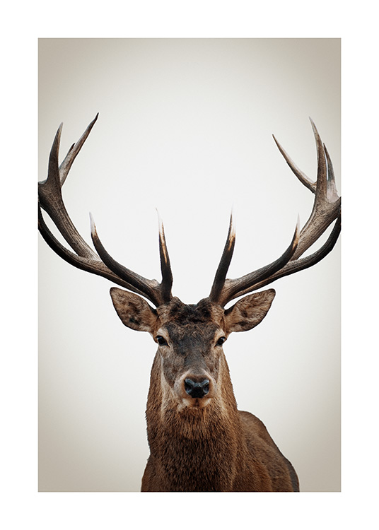 – Photograph of a deer from the front with large antlers, on a beige background