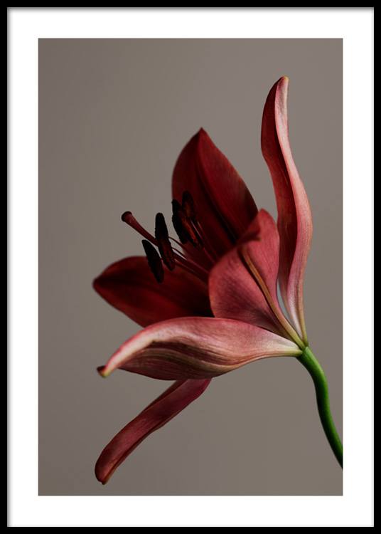 Red Flower Poster Flower in red