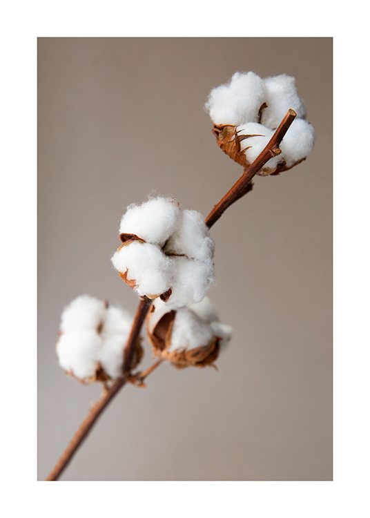 Cotton Flower Poster - White cotton flowers - Desenio.com