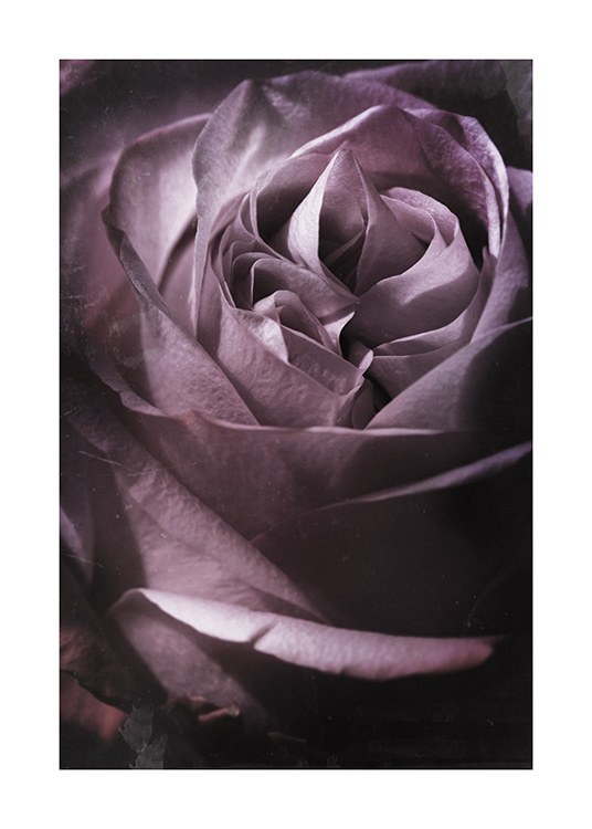  – Photograph with close up of a rose in purple with a dusty, vintage filter
