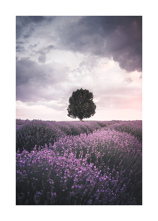  – Photograph of a field with purple lavendar and a tree in the centre with clouds in the sky behind it