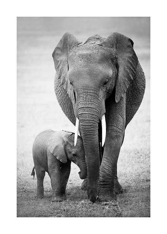  – Black and white photograph of a baby elephant and its parent walking in the desert