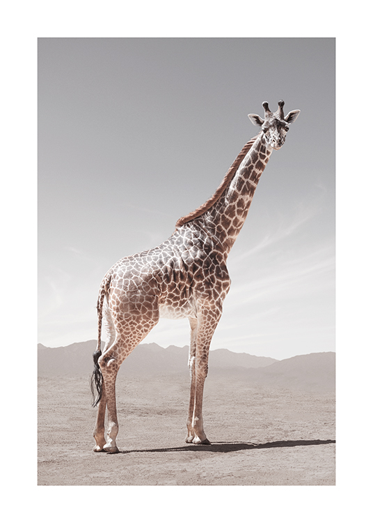  – Photograph of a giraffe looking from the side, standing in the desert