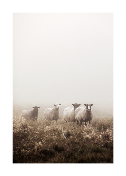  – Photograph of sheep standing together in a grass field, covered by fog
