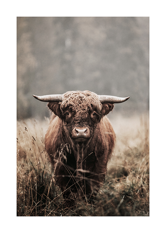  – Photograph of a brown highland cow looking forward, standing in a grass field