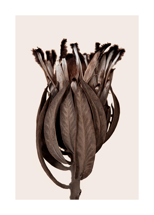 – Photograph of a protea with a brown, dried top, against a light beige background