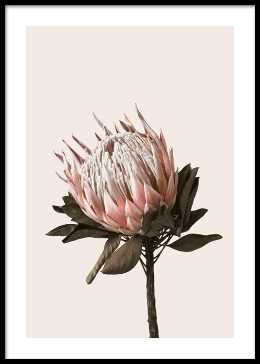 Dried Protea No2 Poster - Pink protea - desenio.com