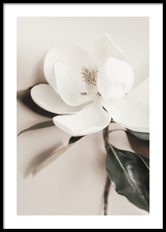 White Flower Poster Flower in white