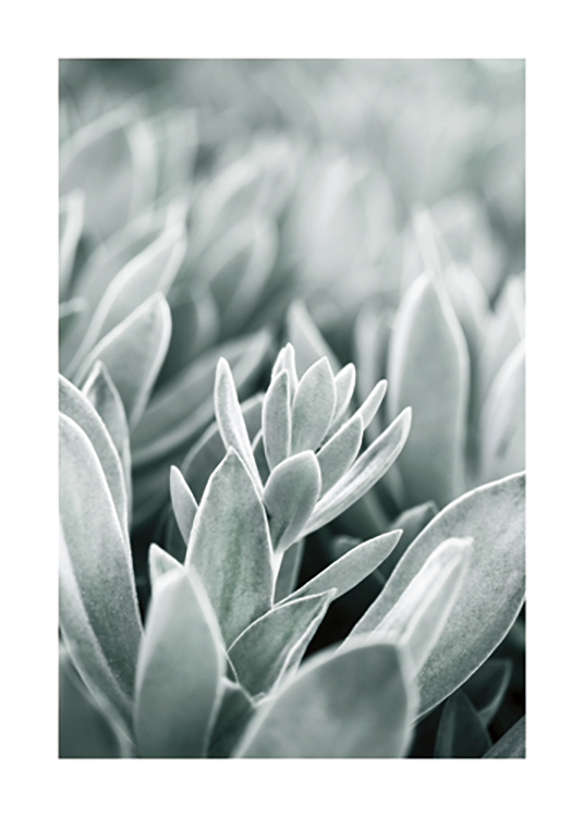  – Photograph with close up of frosty leaves in light green