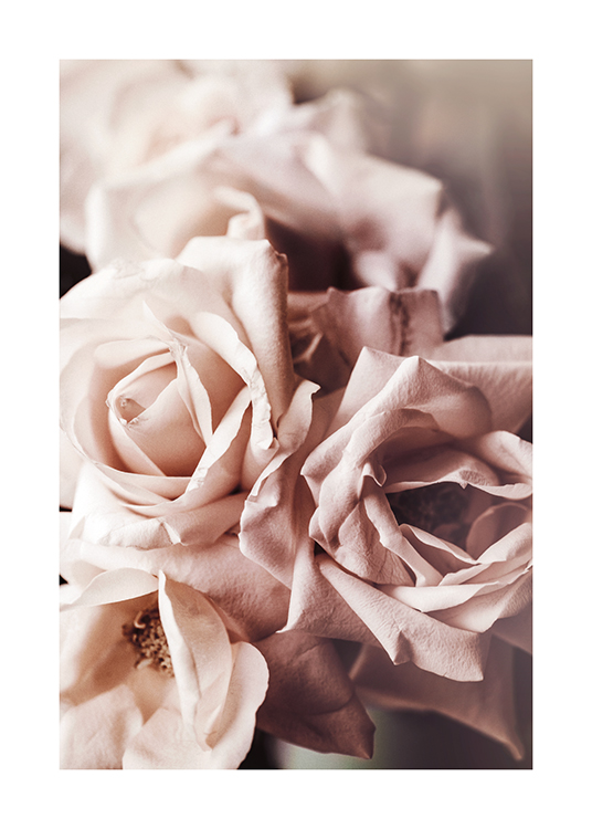  – Photograph with close up of a couple of pink roses