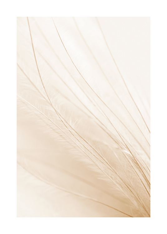  – Photograph with close up of a feather in light beige