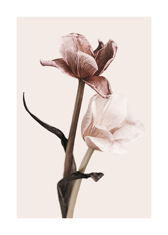  – Photograph of a pair of tulips with pink, striped petals against a light beige background