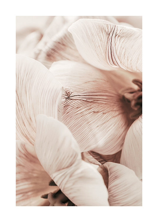  – Photograph with close up of the light petals of tulips, with stripes in the petals