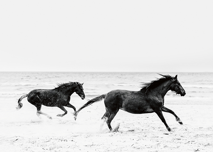  – Black and white photograph of a couple of horses running across a beach in front of the ocean