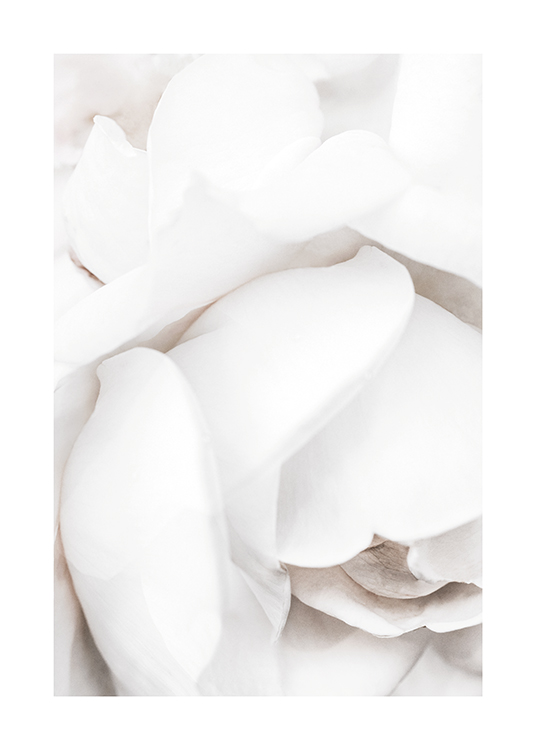  – Photograph with close up of a white rose and its white petals