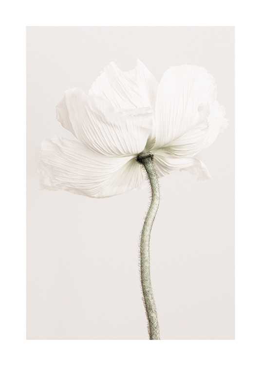  – Photograph of a poppy flower with white, ribbed petals on a light beige background