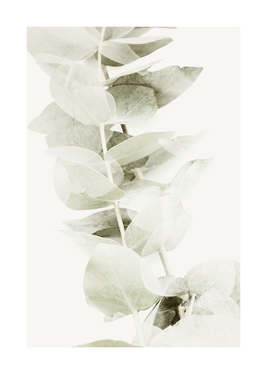  – Photograph of a branch with light grey-green eucalyptus leaves on a light background