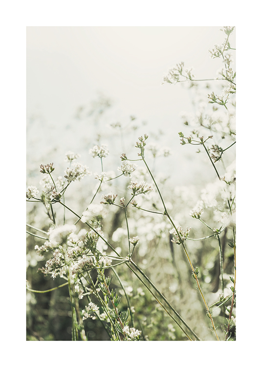  – Photograph of a bundle of white, wild flowers in a green field