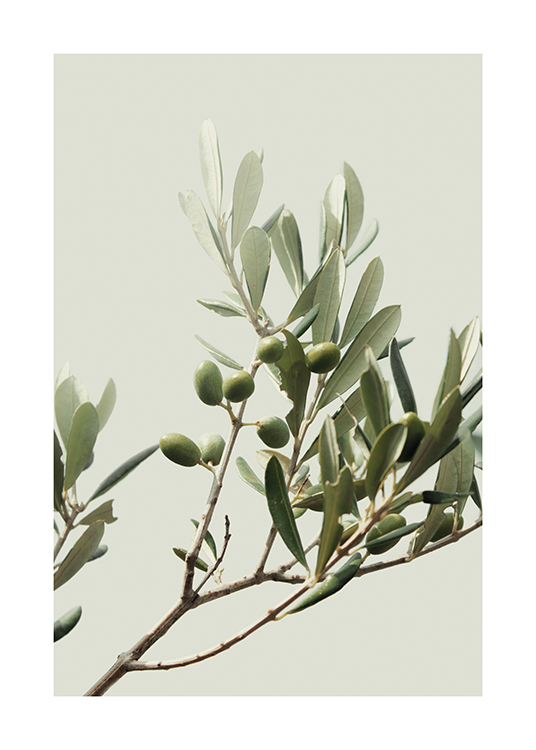  – Photograph of green olives on an olive branch with green leaves