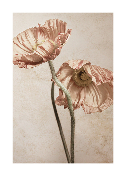  – Photograph of link pink poppies with green stems, against a beige stone background