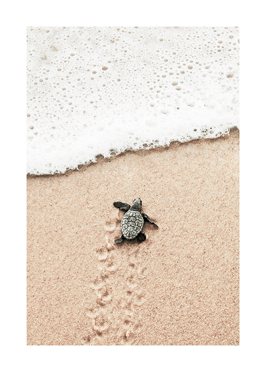  – Photograph of a small baby turtle going towards the ocean on a beach
