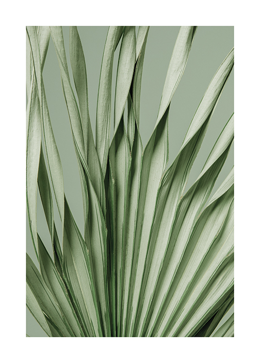  – An close-up image of a twisted palm leaf