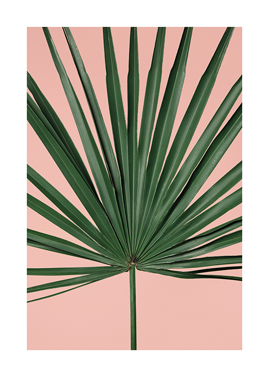  – An image of a palm leaf on a pink background