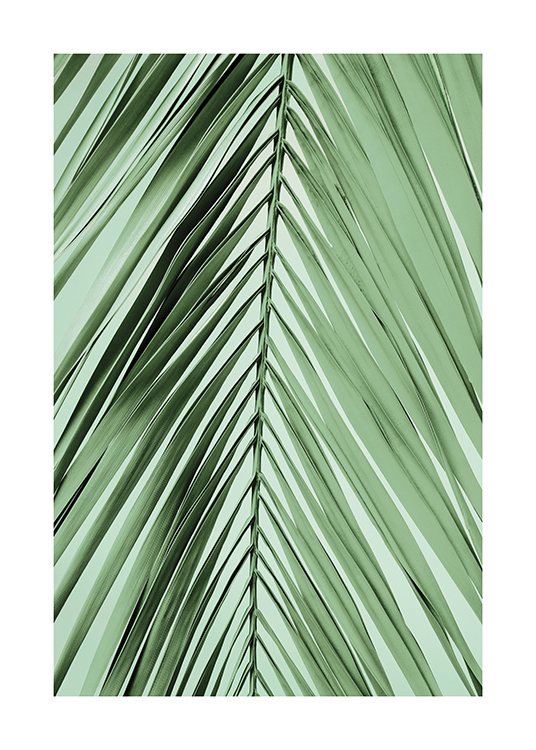 – An image of a palm leaf on a pale green background