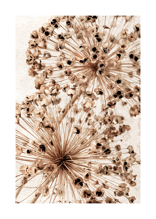  – Photograph of two beige allium flowers with dried petals, against a light background