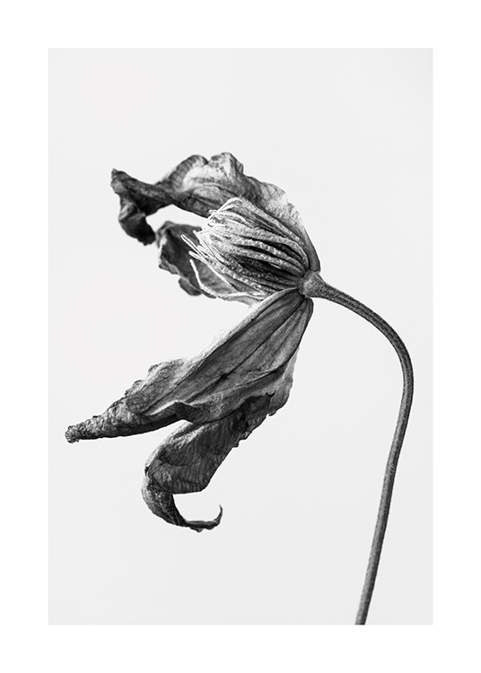  – Black and white photograph of a crinkled flower against a light grey background