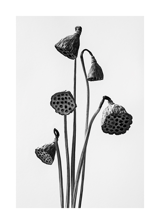 – Black and white photograph of a bundle of dried lotus flowers on a light grey background