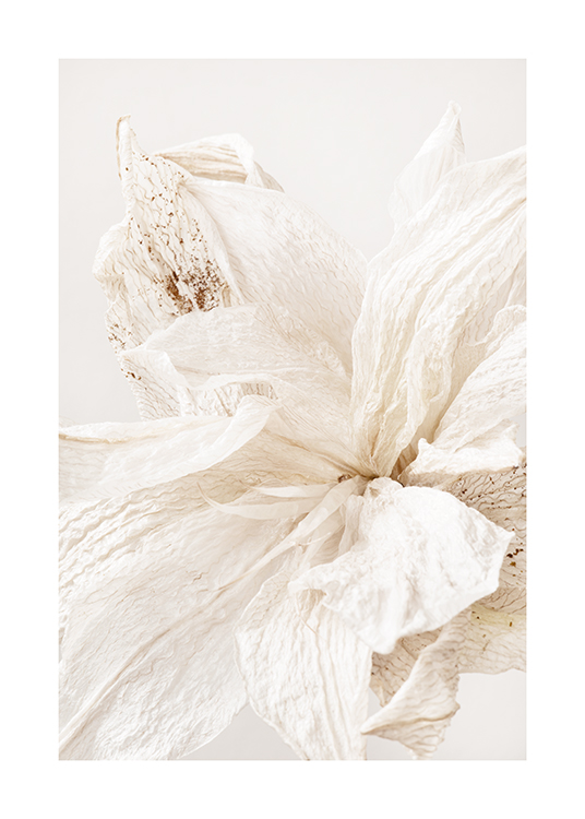  – Photograph with close up of a light, crinkled flower with beige spots on the petals