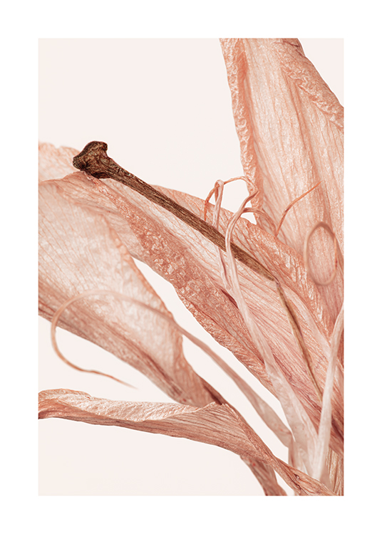  – Photograph of a flower with pink, crinkled petals against a light background