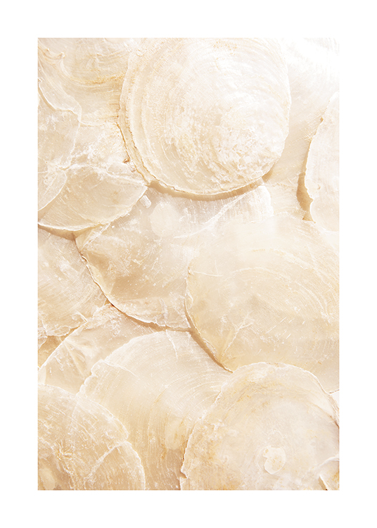 – Photograph of a bundle of see-through seashells laying on top of each other