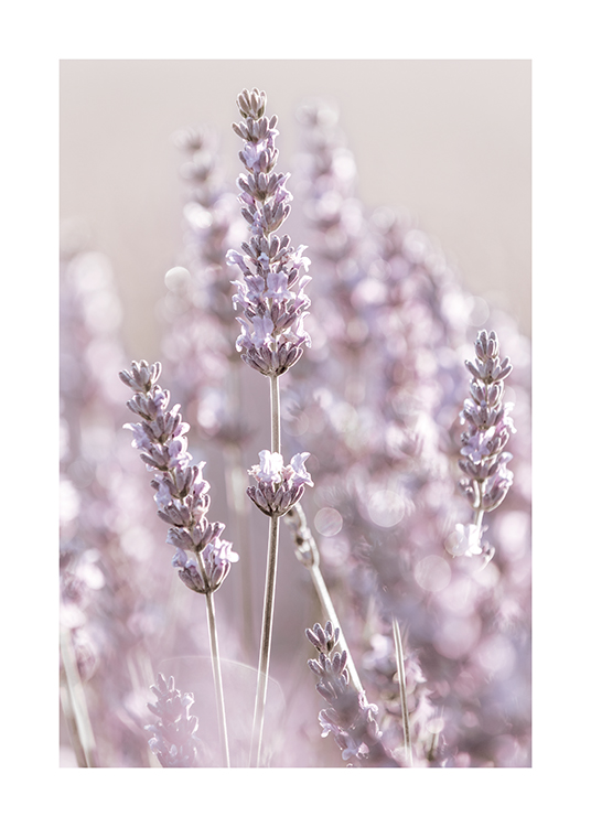  – Photograph with close up of lavendar flowers with a blurry background