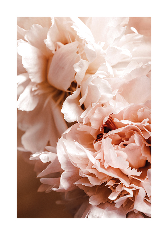  – Photograph with close up of peonies with light pink petals