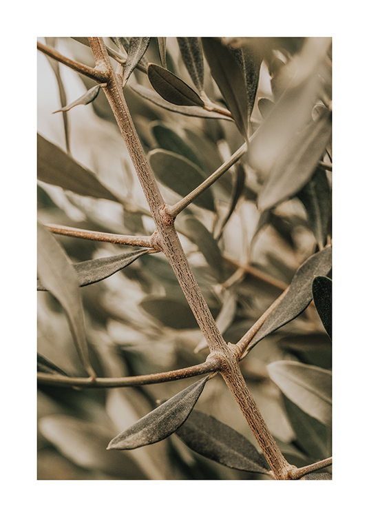 – A close-up image of an olive branch