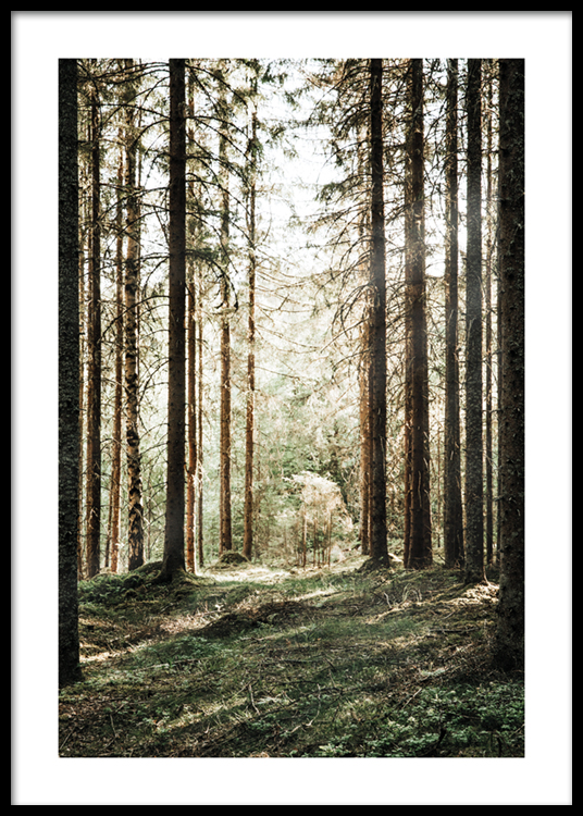 Forest Grove Poster - Pine tree forest - desenio.com