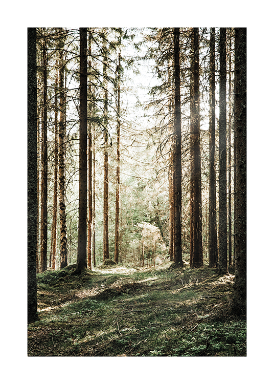  – Photograph of a forest with pine trees and sun shining in from the background