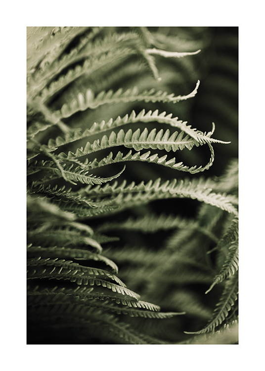  – Photograph with close up of a green fern leaf