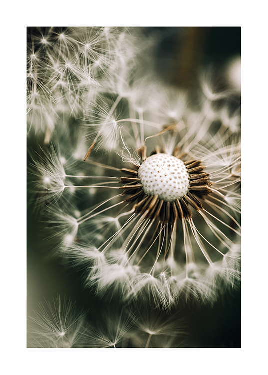  – Photograph with close up of a dandelion with a green background