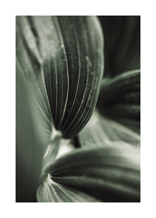  – Photograph with close up of a green plant with stripes in the leaves