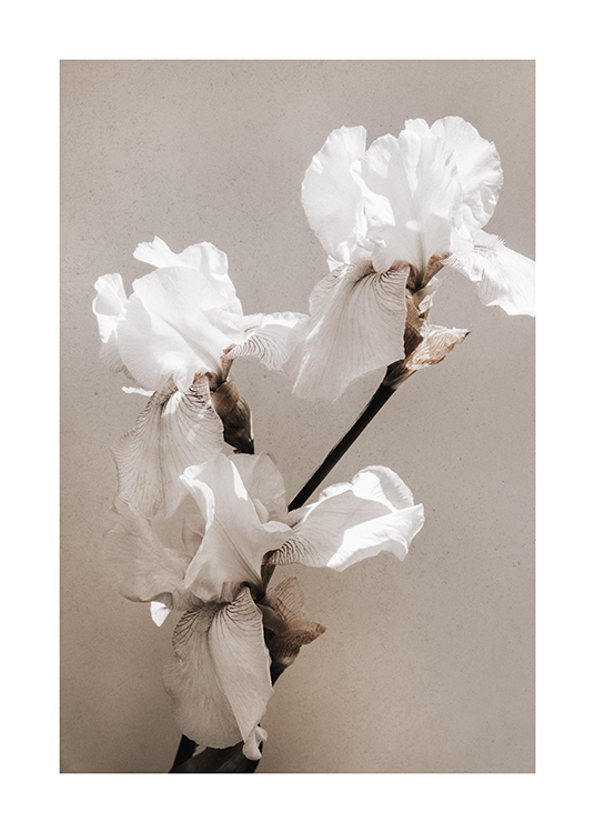  – Photograph of a couple of white irises against a concrete background in grey-beige
