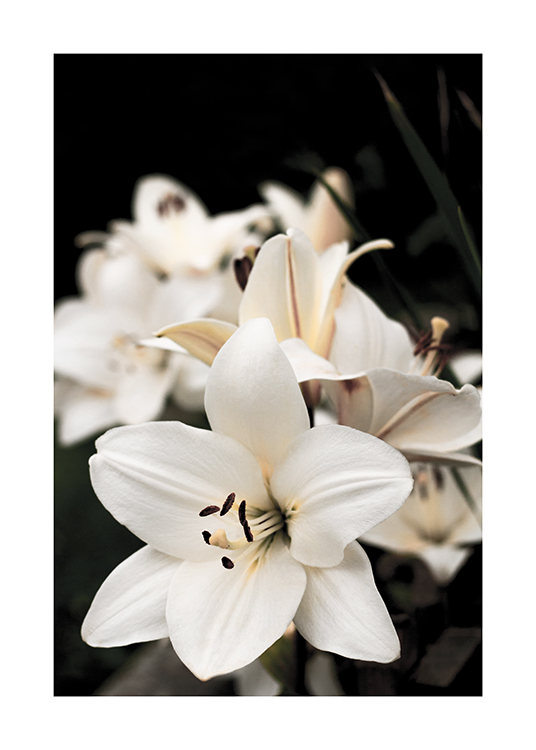  – Photograph of a bundle of white lilies against a dark background